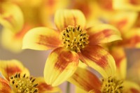 Bidens ferulifolia  Beedance Painted Yellow  'Sunbidevb4'  August
