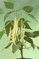 Phaseolus vulgaris  'Sonesta'  Dwarf French bean  July