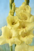 Gladiolus  'Bananarama'  Gladioli  Sword lily  July
