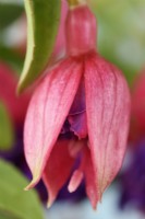 Fuchsia  'Winston Churchill'  Flower bud opening  July
