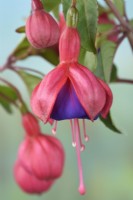 Fuchsia  'General Monk'  Flower bud opening  August