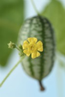Melothria scabra  Cucamelon  Mouse melon  Flower and fruit  August
