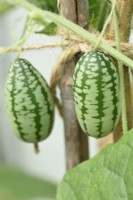 Melothria scabra  Cucamelon  Mouse melon  Growing up canes in a greenhouse  September