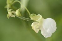 Phaseolus vulgaris  'Mascotte'  Dwarf French bean flower and immature bean  August

