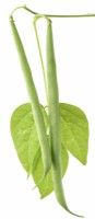 Phaseolus vulgaris  'Mascotte'  Dwarf French bean  August
