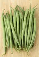 Phaseolus vulgaris  'Mascotte'  Picked dwarf French beans  August
