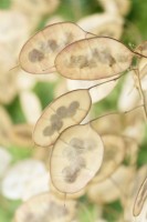 Lunaria annua  Honesty seed pods  August
