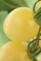 Solanum lycopersicum  'White Cherry'  Cherry tomato  Syn. Lycopersicon esculentum  August