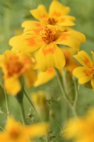 Tagetes tenuifolia  'Golden Gem'  Signet Marigolds  August
