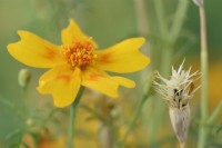 Tagetes tenuifolia  'Golden Gem'  Signet Marigolds  Flower and seeds setting when flower dies  September