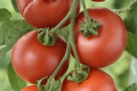 Solanum lycopersicum  'Ailsa Craig'  Tomato  Syn. Lycopersicon esculentum  One fruit split or cracked  August
