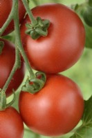 Solanum lycopersicum  'Ailsa Craig'  Tomato  Syn. Lycopersicon esculentum  August

