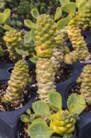 Monadenium ritchiei var. yellow succulent plants growing in containers inside commercial greenhouse - September
