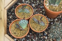 Opuntia macrocentra - Purple Prickly Pear cacti growing in terracotta containers in raised wooden border with pebbles - September