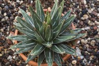 Agave victoria regineae himesanoyuki - Queen Victoria Agave succulent plant growing in terracotta container - September