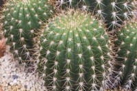 Trichocereus grandiflorus hybrid - Torch Cactus plants growing in container - September
