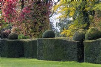 An old yew hedge contains the croquet lawn. Behind, autumn foliage from Gingko biloba and red leaved climber Vitis coignetiae, Virginia creeper.
