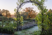 A metal arch clad in a vine frames a view of a great English oak tree, Quercus robor, with golden autumn foliage, is lit by early morning sun.