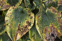 Hosta leaves with severe pests damage in early autumn - September