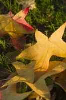 Fallen leaves of Liquidambar stryraciflua 'Lane Roberts' - November.