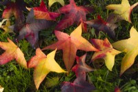 Fallen leaves of Liquidambar stryraciflua 'Lane Roberts' - November.