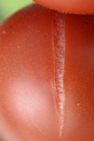 Solanum lycopersicum  'Ailsa Craig'  Tomato  Syn. Lycopersicon esculentum  Close up of fruit split or cracked  August
