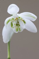 Galanthus nivalis pleniflorus 'Flore Pleno' Snowdrop