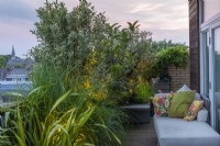 At sunset, a leafy screen on a balcony is created from Pittosporum tenuifolium 'Silver Queen', loquat and olive trees.