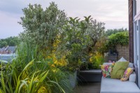 At sunset, a leafy screen on a balcony is created from Pittosporum tenuifolium 'Silver Queen', spurge, loquat and olive trees.