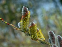 Salix gracilistyla 'Mount Aso' - furry Pussy Willow catkins winter February