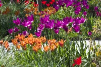 Tulipa 'Purple Dream' and 'Request' - lily flowered tulips in spring sunshine. April