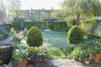 View of frosty garden in spring with lawn, herbacous border with tulips, box topiary, hawthorn hedge - Crataegus monogyna - and pleached field maples - Acer campestre. April