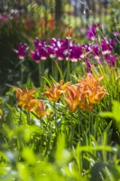 Tulipa 'Request' and 'Purple Dream' - lily flowered tulips growing in a border in spring sunshine. April