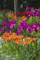 Tulipa 'Purple Dream' and 'Request' - lily flowered tulips in spring sunshine. April
