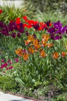 Mixed border with tulips. April. Tulipa 'Request' - triumph tulip - growing with Tulipa 'Purple Dream' and Pieter de Leur' - lily flowered tulips.