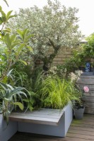 A small bench is built into a corner trough planted with an olive tree, Olea europaea, at its feet Luzula nivea, snow rush, carex and shuttlecock ferns, Matteuccia struthiopteris.