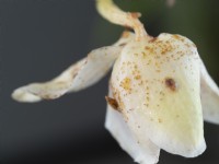Orchid flower with an infestation of scale insect.