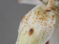 Orchid flower petal with an infestation of scale insect.