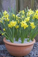 Narcissus 'Pipit' - April