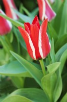 Tulipa 'Pinocchio' - April 