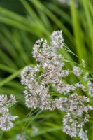Luzula nivea, snow rush, an evergreen perennials with clusters of white flowers from July.