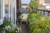 A narrow balcony with chair is edged in planters of leafy evergreen plants and flowering  marguerites, nemesias, salvias and petunias.