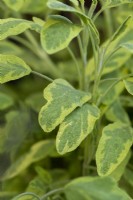 Salvia officinalis 'Icterina', golden sage, an evergreen shrub with variegated, aromatic leaves.