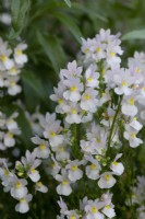 Nemesia 'Wisley Vanilla', a fragrant annual flowering from June.