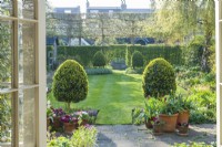 View of town garden on a sunlit morning in spring with trees coming into leaf. Containers of tulips and pansies on patio, box topiary, hedges and pleached field maples. April