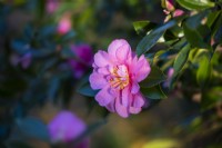 Camellia hiemalis 'Showa-no-sakae' - flowering in Autumn and Winter 