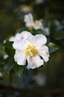 Camellia sasanqua 'Gay Sue' flowering in Autumn and Winter 