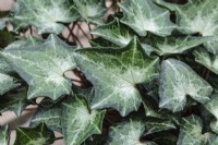 Cyclamen hederifolium ssp. crassifolium Leaf Pattern