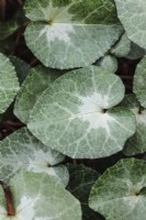 Cyclamen hederifolium ssp. crassifolium Leaf Pattern
