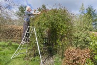 Man standing on tripod ladder to prune excess growth from rambler rose - Rosa 'Adelaide d'Orleans' -  trained over rose arches along cobbled mosaic path. Removing long wayward shoots. Early March